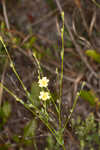 Florida yellow flax